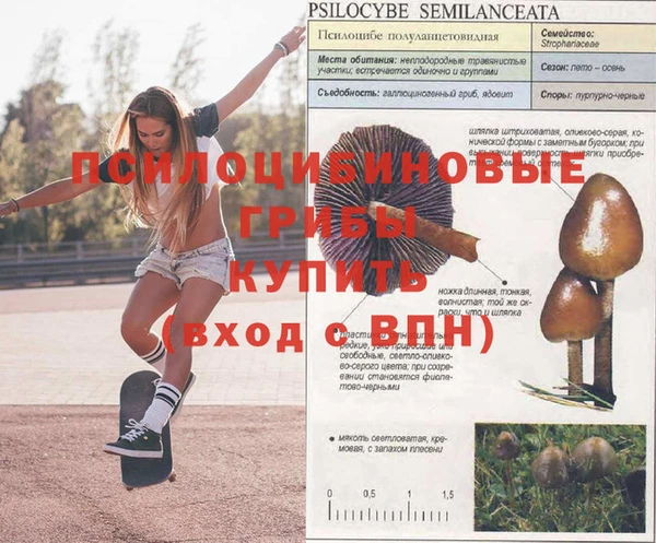спиды Алзамай