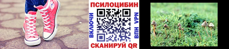 Псилоцибиновые грибы Psilocybine cubensis  Петровск-Забайкальский 